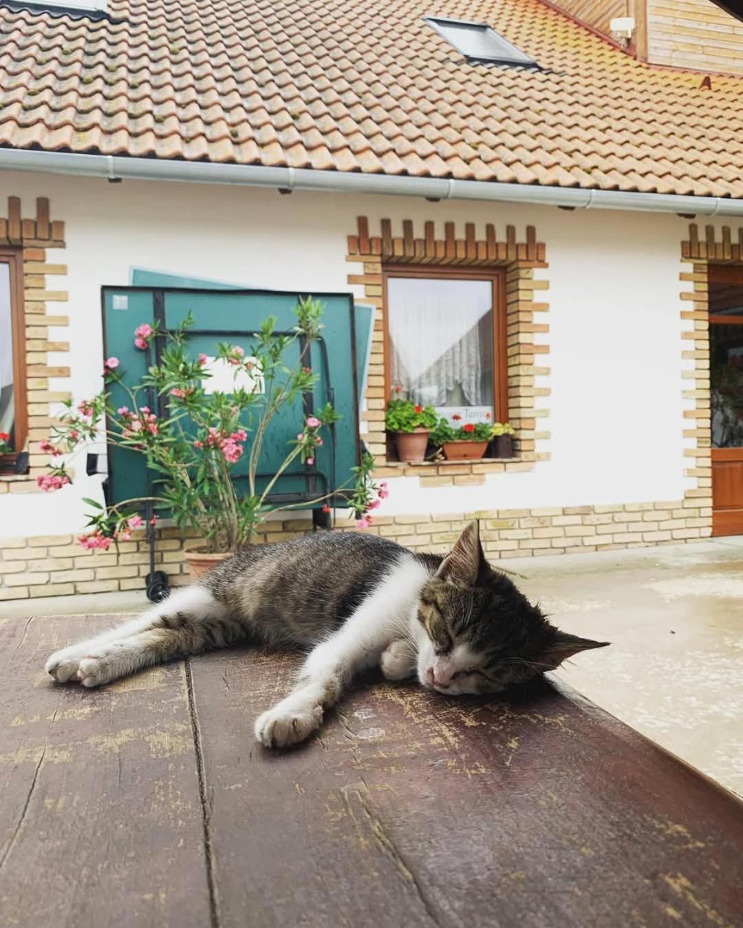 Istvan Lovas Tanya Kiskoros Dış mekan fotoğraf